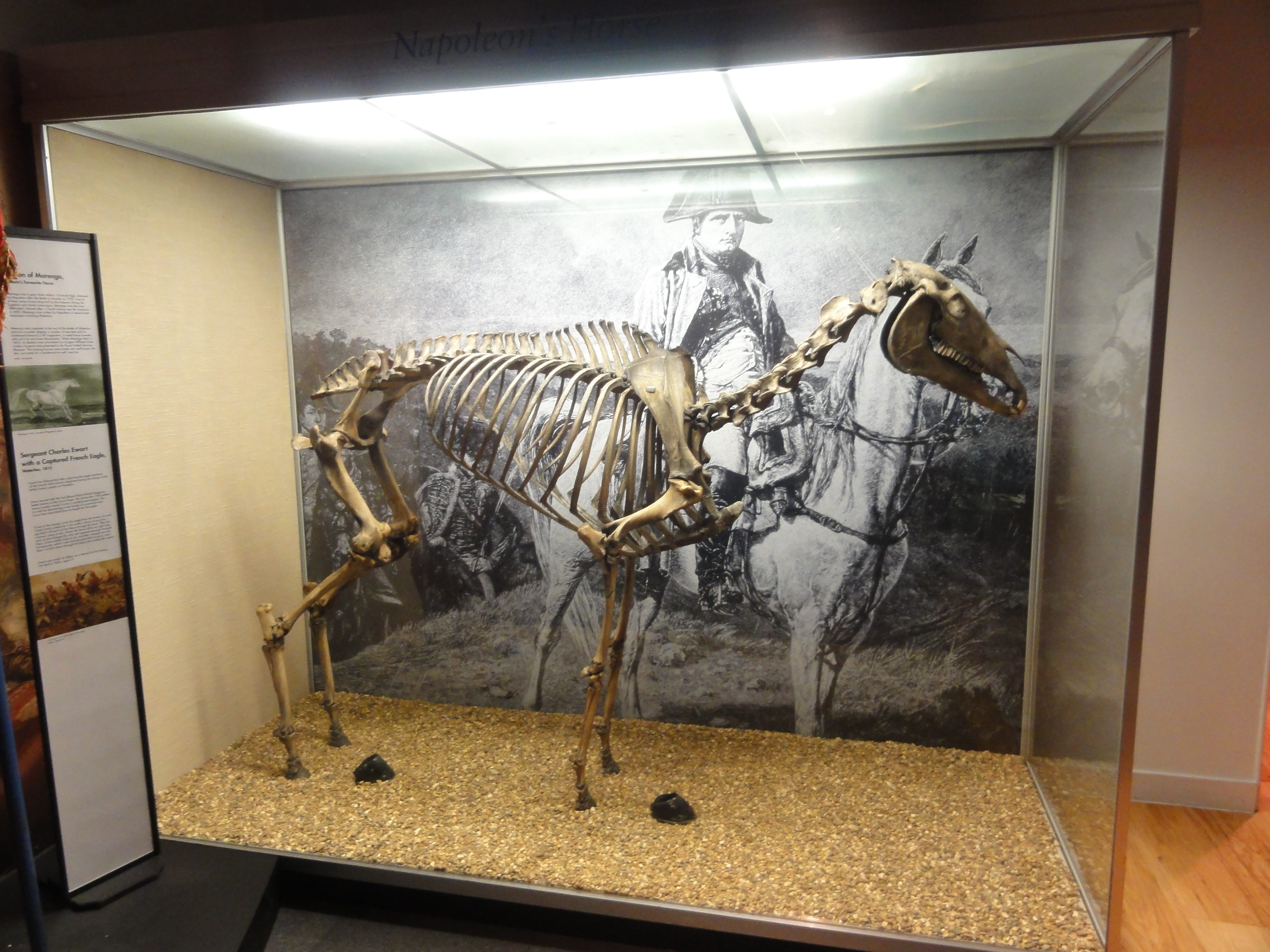 Napoleon's Favorite Horse: Marengo