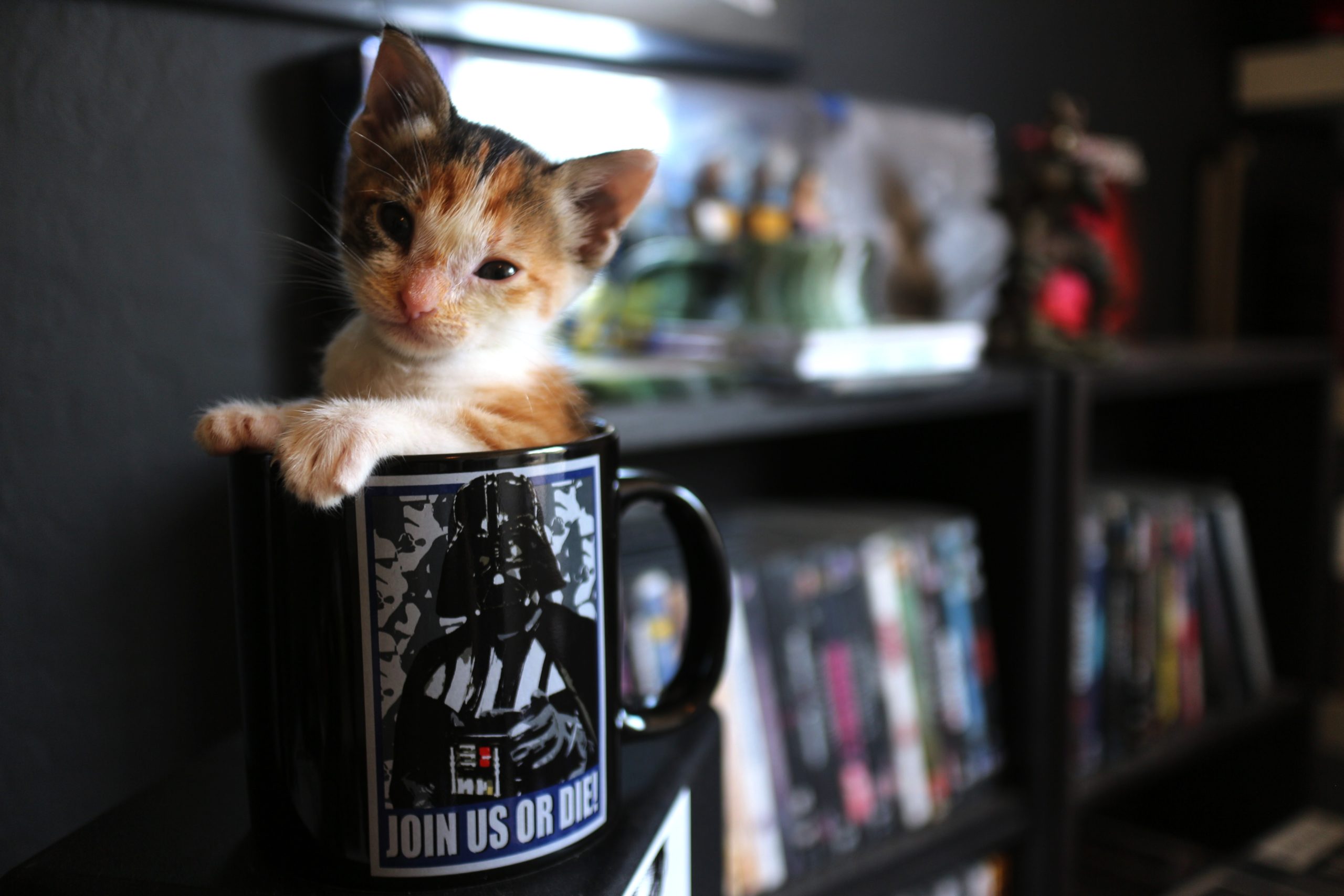 Kitty in Darth Vader mug Photo by Daniel Tuttle on Unsplash